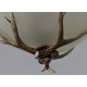 One Light Rustic Artistic Retro Antler Antique Pendant Light with Glass Shade for Living Room, Dining Room, Bedroom, Shop, Cafes